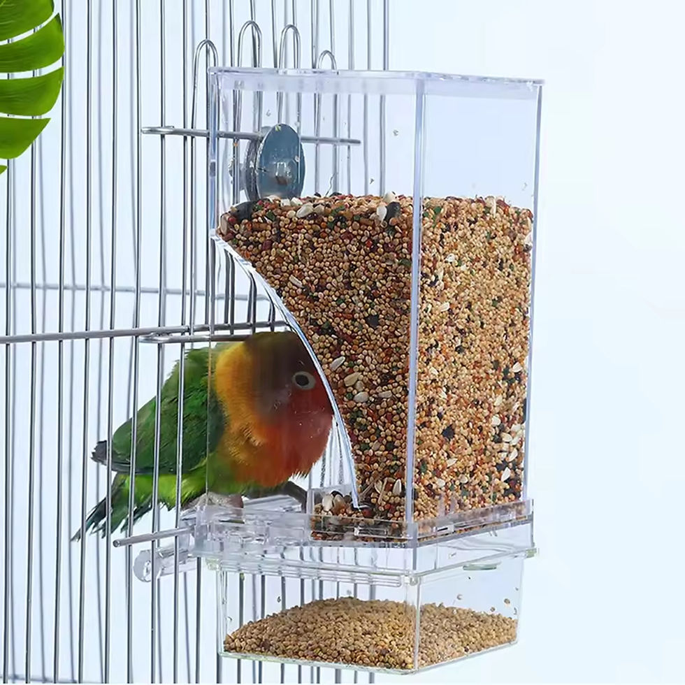 Small parrot eating from a transparent anti-spill bird feeder.
