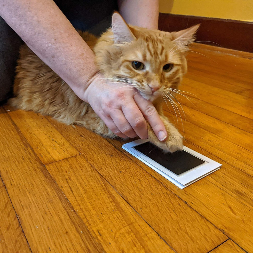 Cat paw being pressed onto a clean touch ink pad.