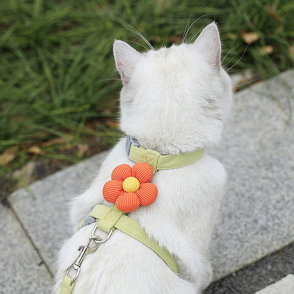 Thumbnail: White cat wearing an adjustable floral harness and leash.