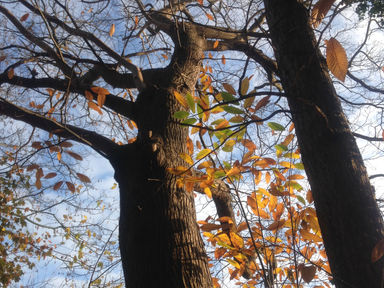 פעמונים כחולים
