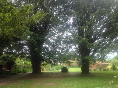 היער - פורם המציאויות