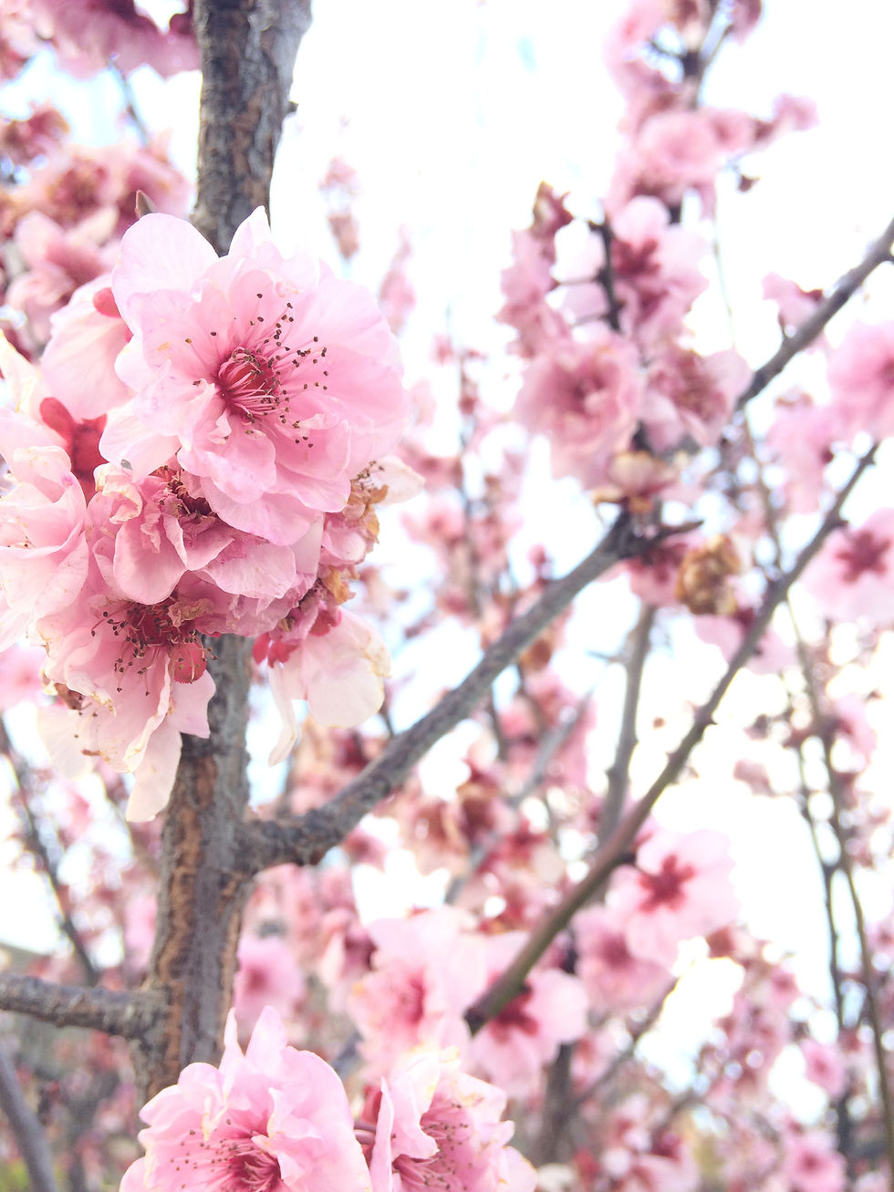 cherry
