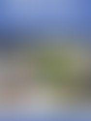 Can we talk about how much I LOVE Trader Joe's?