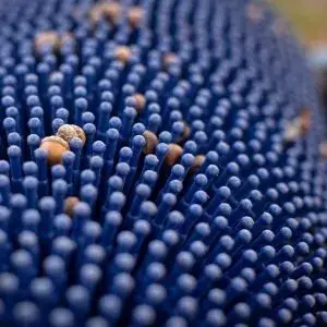 Miniaturbild: 21″ Pro Push Small Acorn Picker