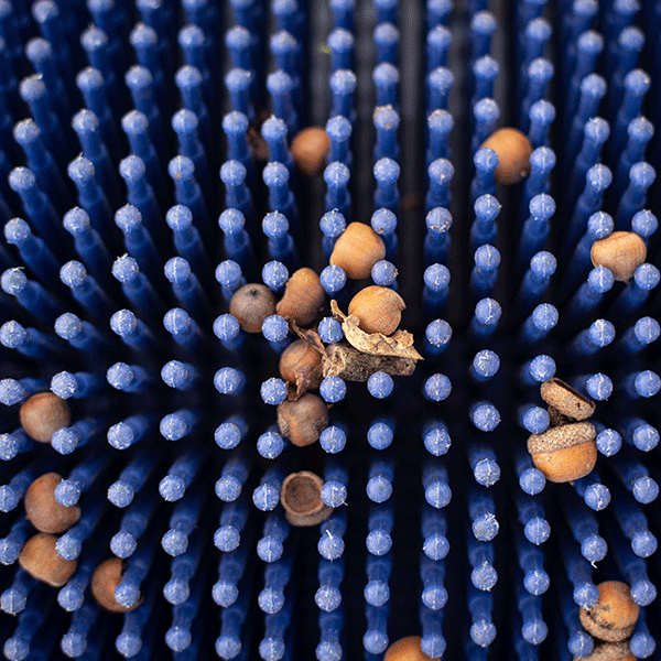 Miniaturbild: 12" Push Small Acorn Picker