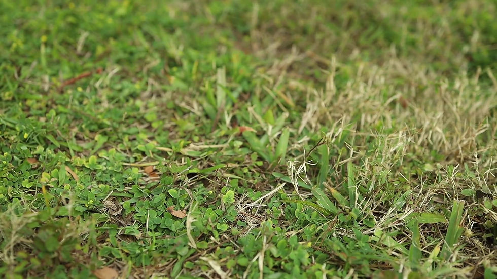 Miniaturbild: Stab-A-Nut Golf Ball Picker