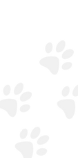 foot-print (1).png