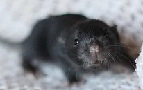 e462a4_d179f2fbe5e841fa8cf4c7d917e5d6c9.