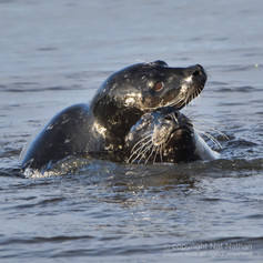 Seals in love French Creek.jpg