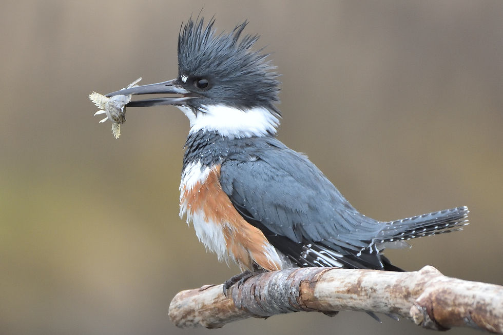 Kingfisher with catch French Creek BC