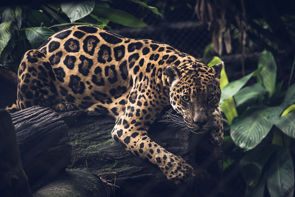 A leopard with striking black spots lounges on a log in a lush, green jungle setting, conveying a sense of alertness and strength.