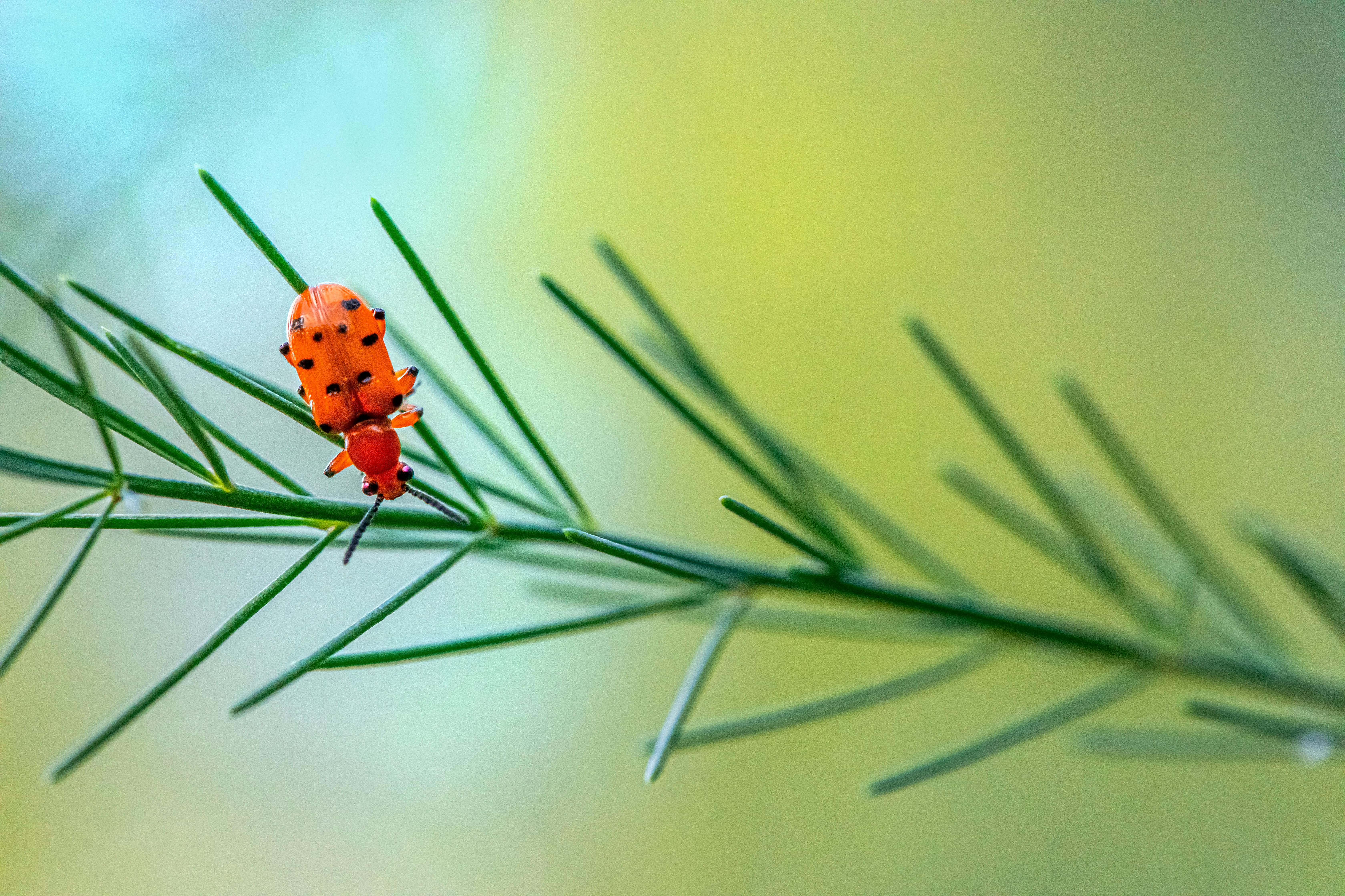 Orange beetle with black spots on a green branch against a blurred yellow-green background. The scene is calm and natural.