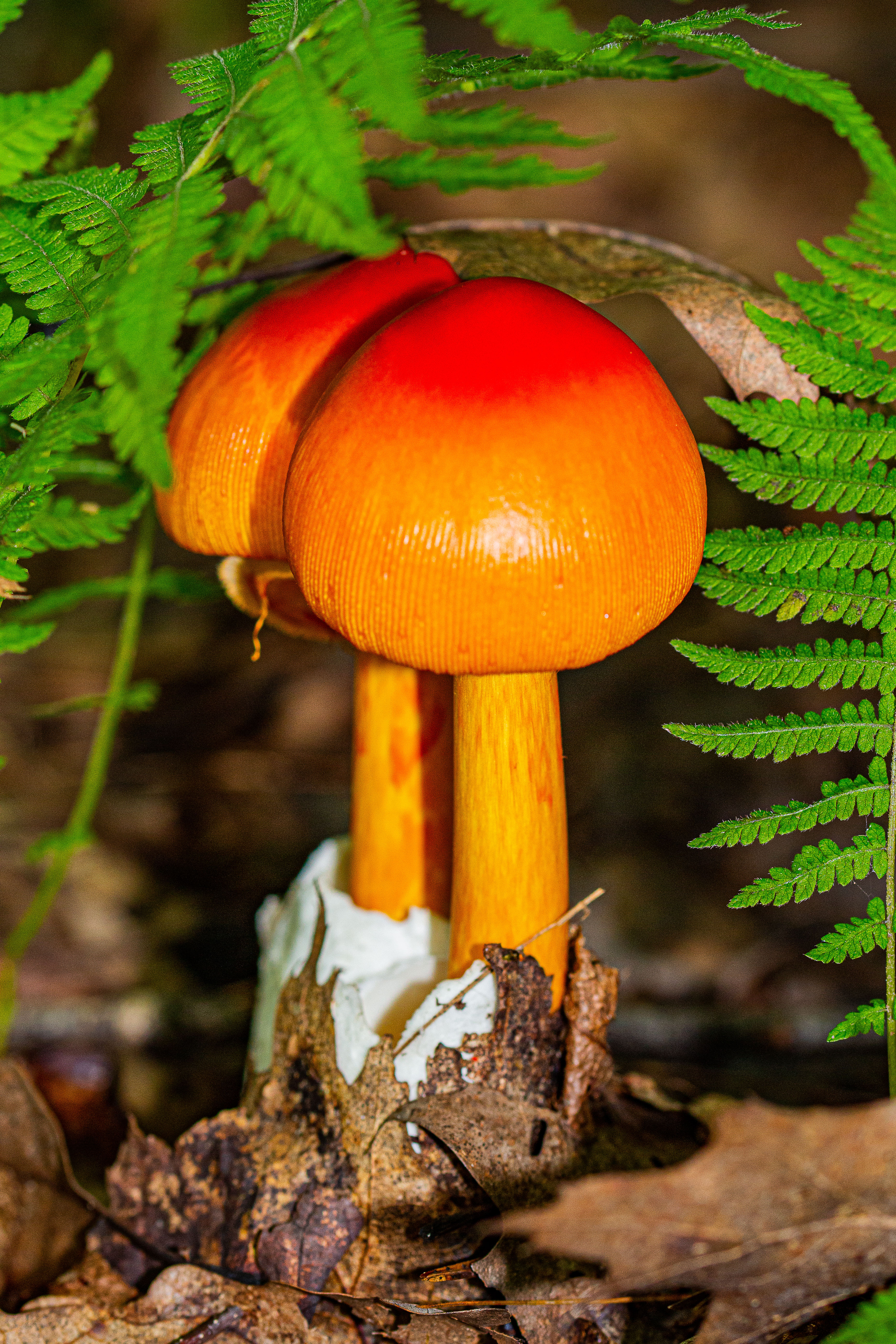Macro shot of bright orange and red mushrooms on the forest floor.