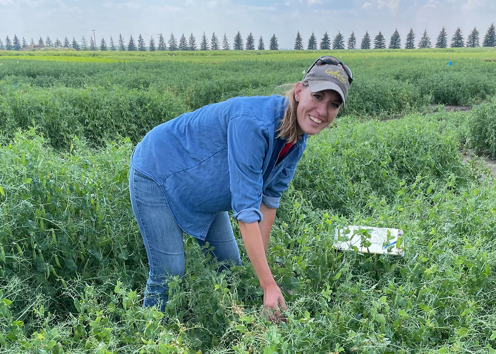 Smiling woman in blue shirt and cap bends over pea plants in a green field. Trees line the horizon under a cloudy sky.