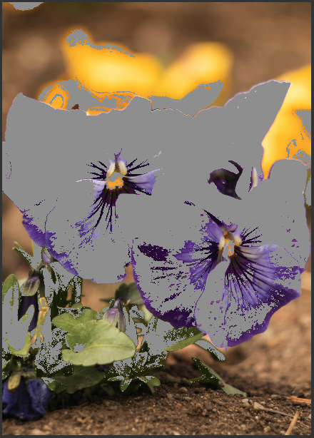 purple flowers with grey in some areas - gamut warnings on