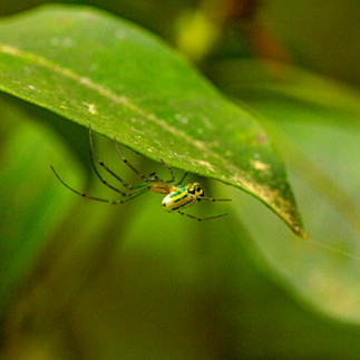 An insect hangs upside down on a leaf