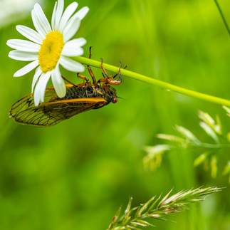 An insect hanging on a daffodil