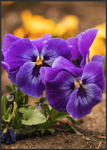 purple flowers - no gamut warning