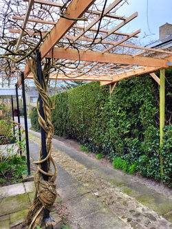 Pergola (douglas)