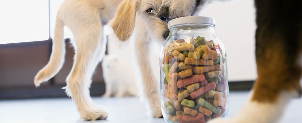 Dogs Eating compounded meds 