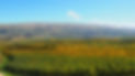 Teviot Valley orchards TCO