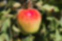 Roxburgh Apples