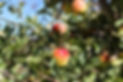 Roxburgh Apples