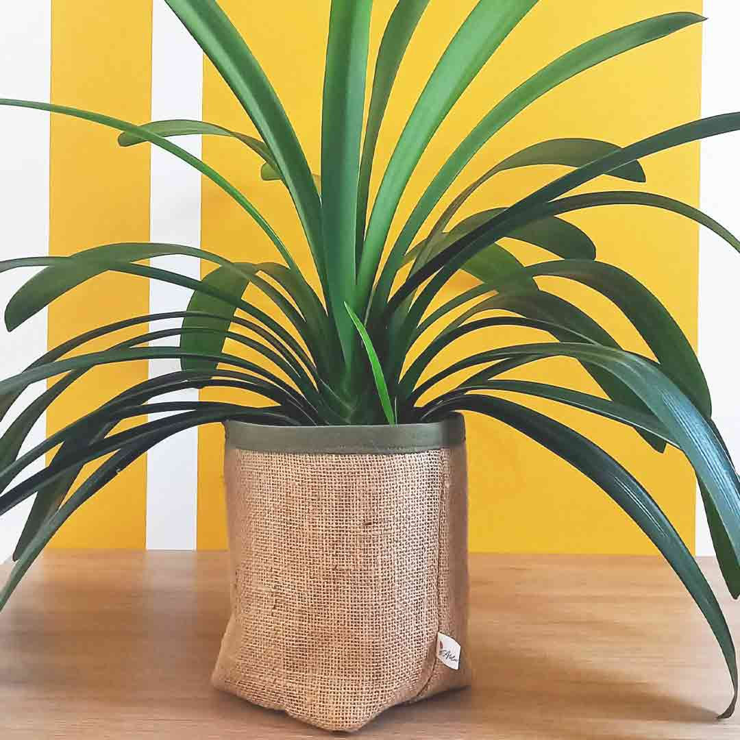 Cache pot PUR JUTE - Vert Nature