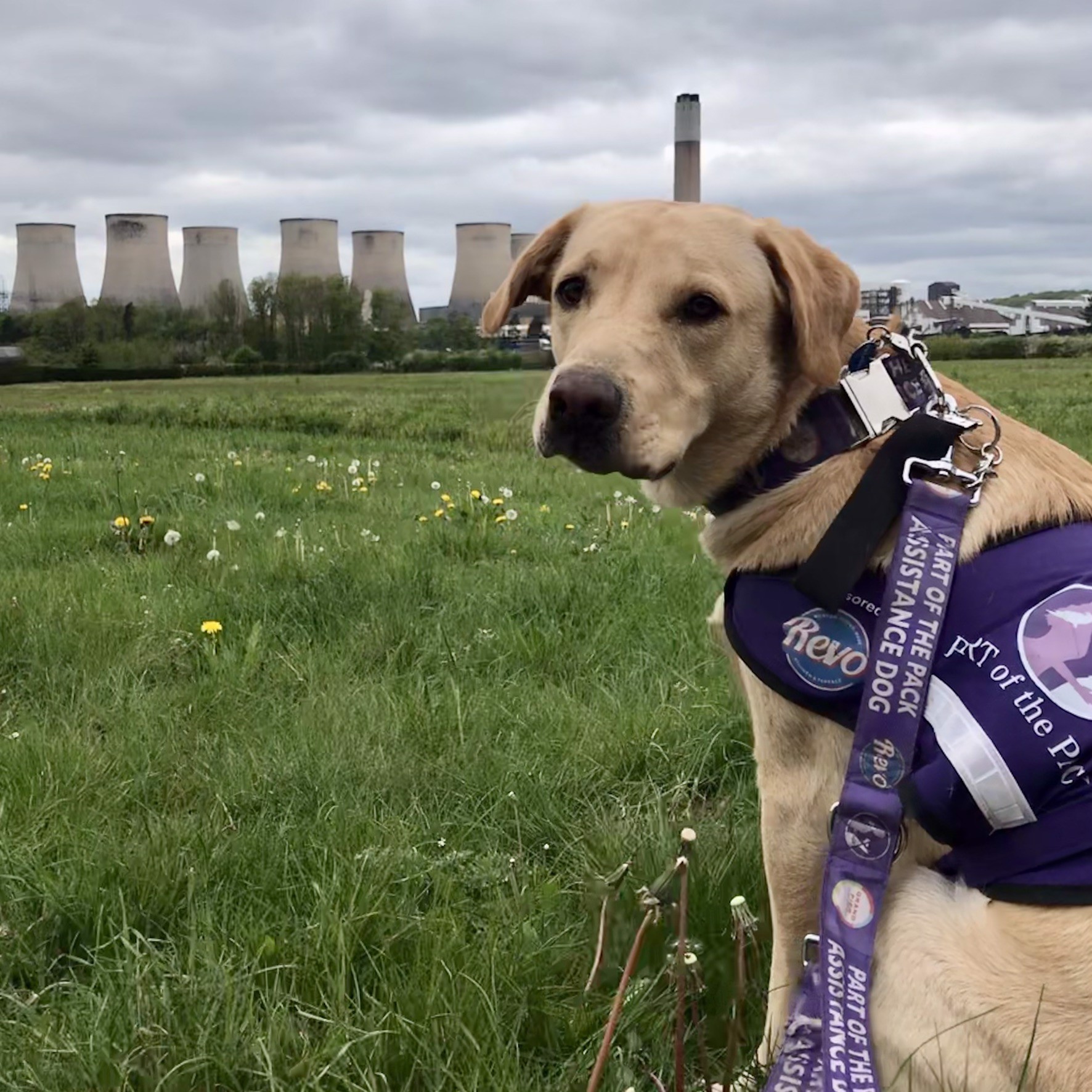 I recommend Part of the Pack assistance dogs for all disabilities