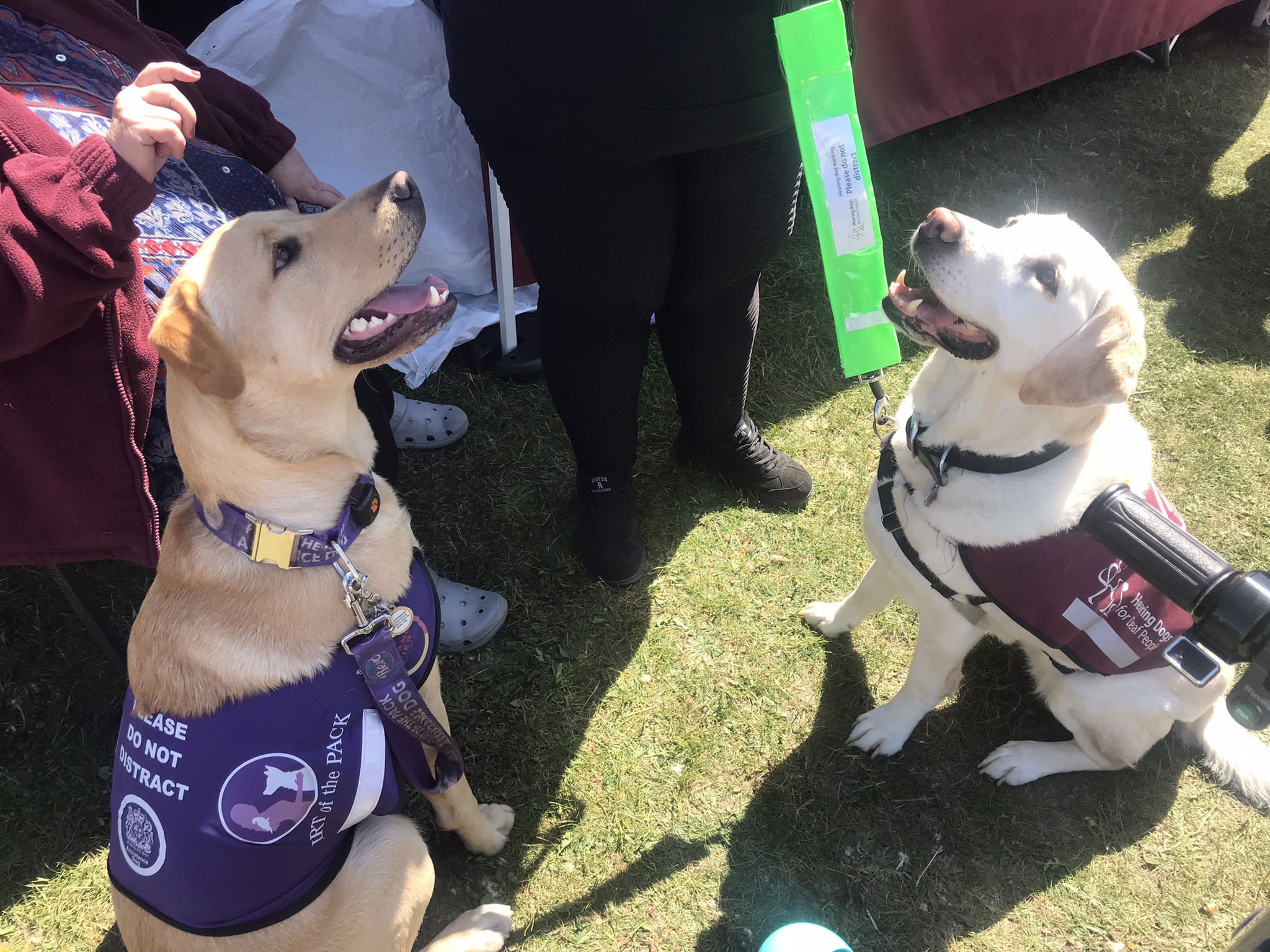 I recommend Part of the Pack assistance dogs for all disabilities