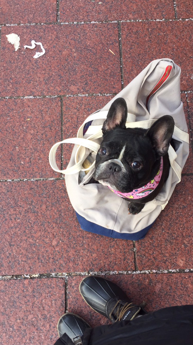 Ivy the Very Determinded Dog