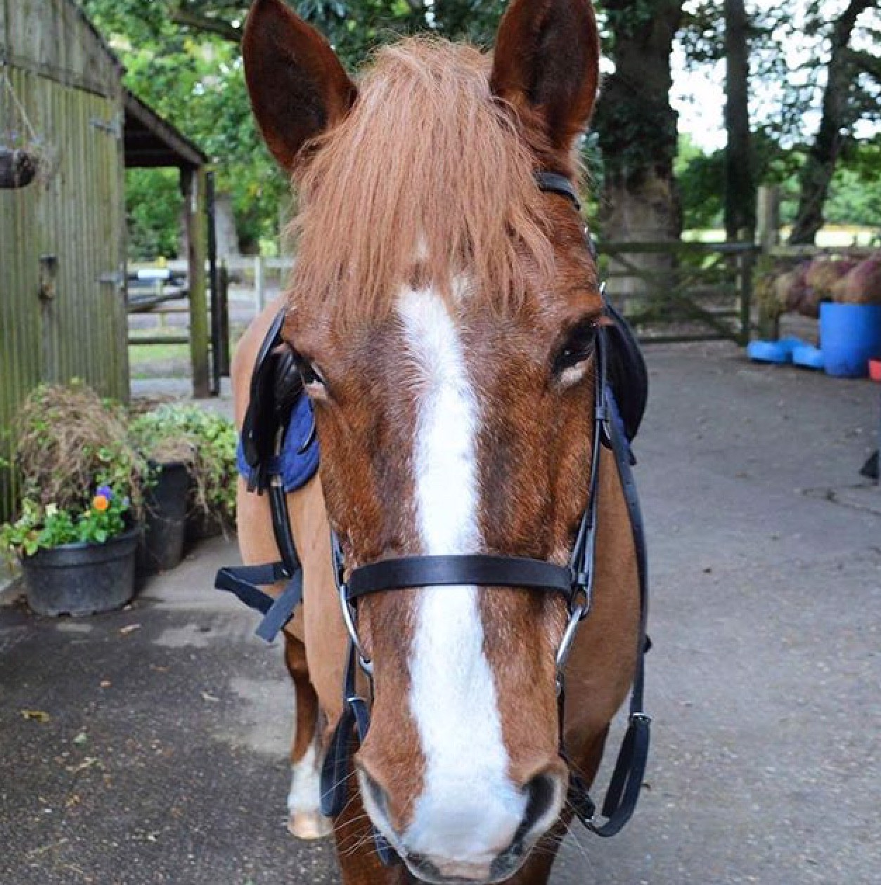 Riding for the Disabled Association: Not all friends are human