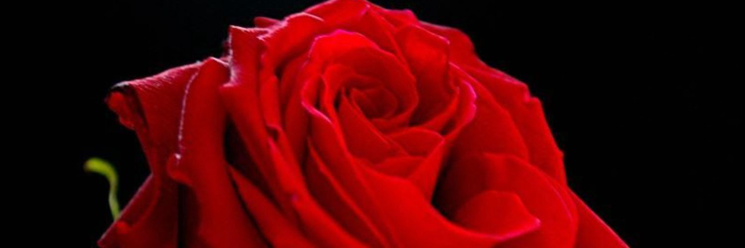 Happy Valentine's Day