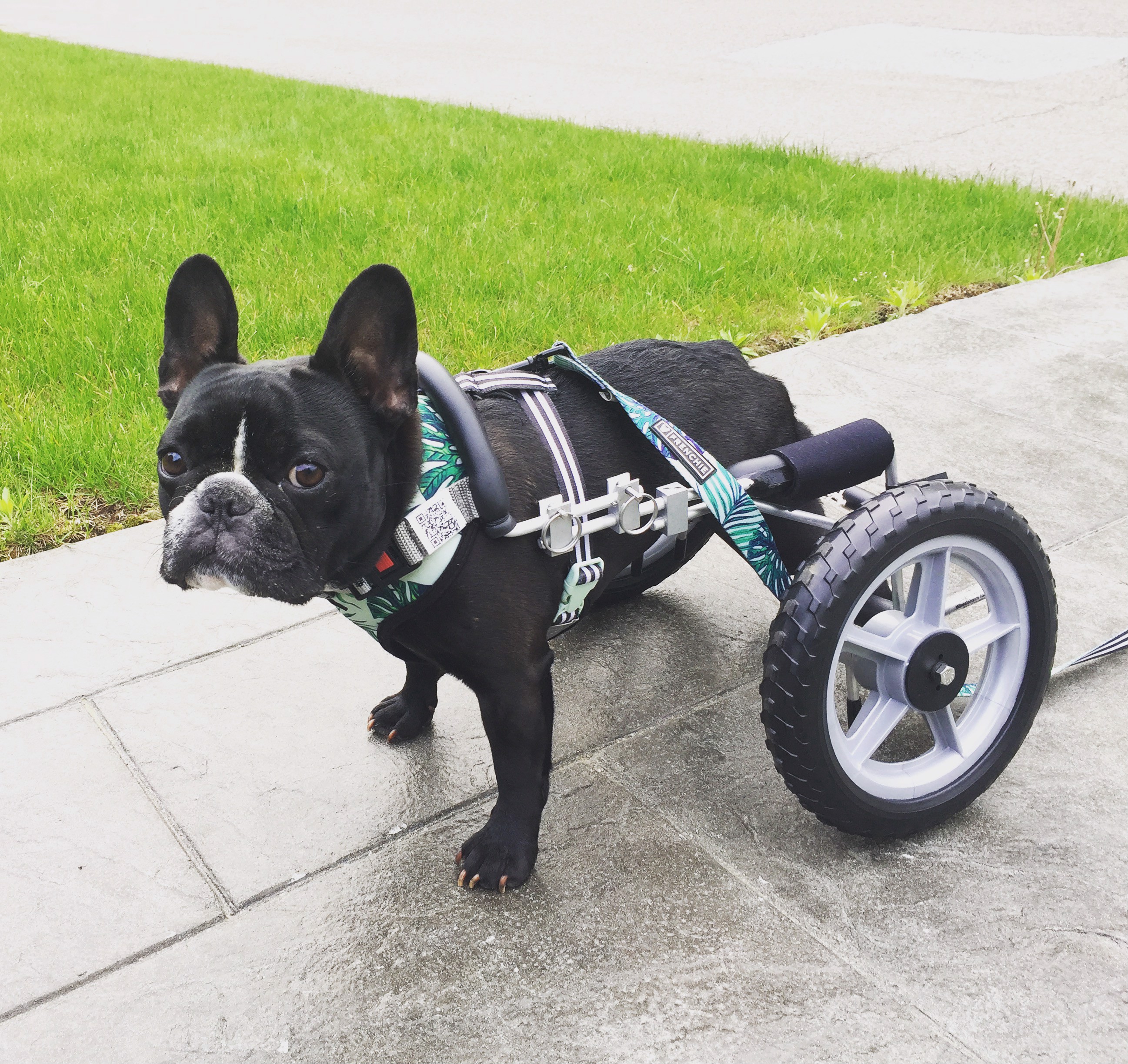 Ivy the Very Determinded Dog