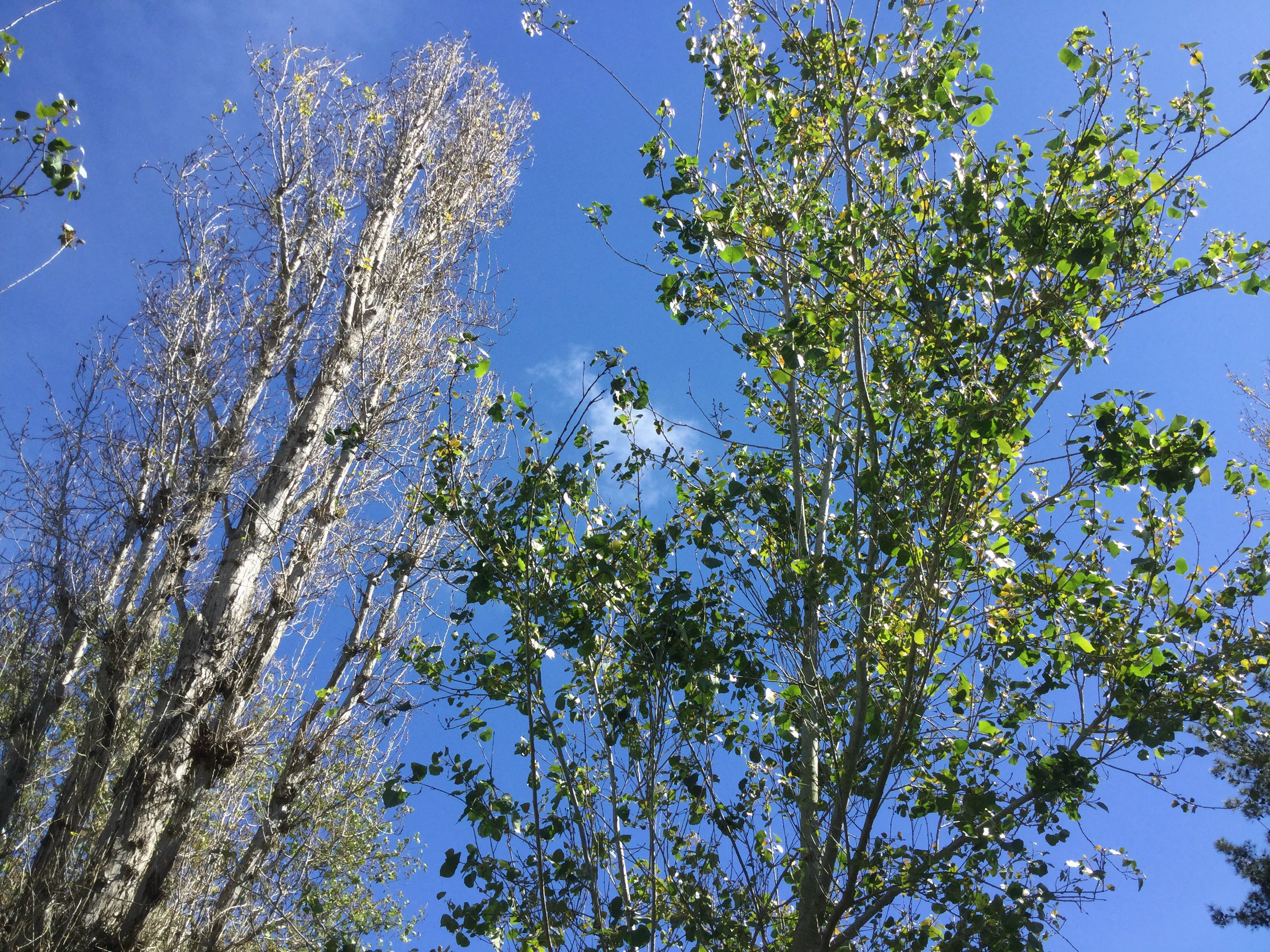 Epilepsy After 14 Minute Gran Mal