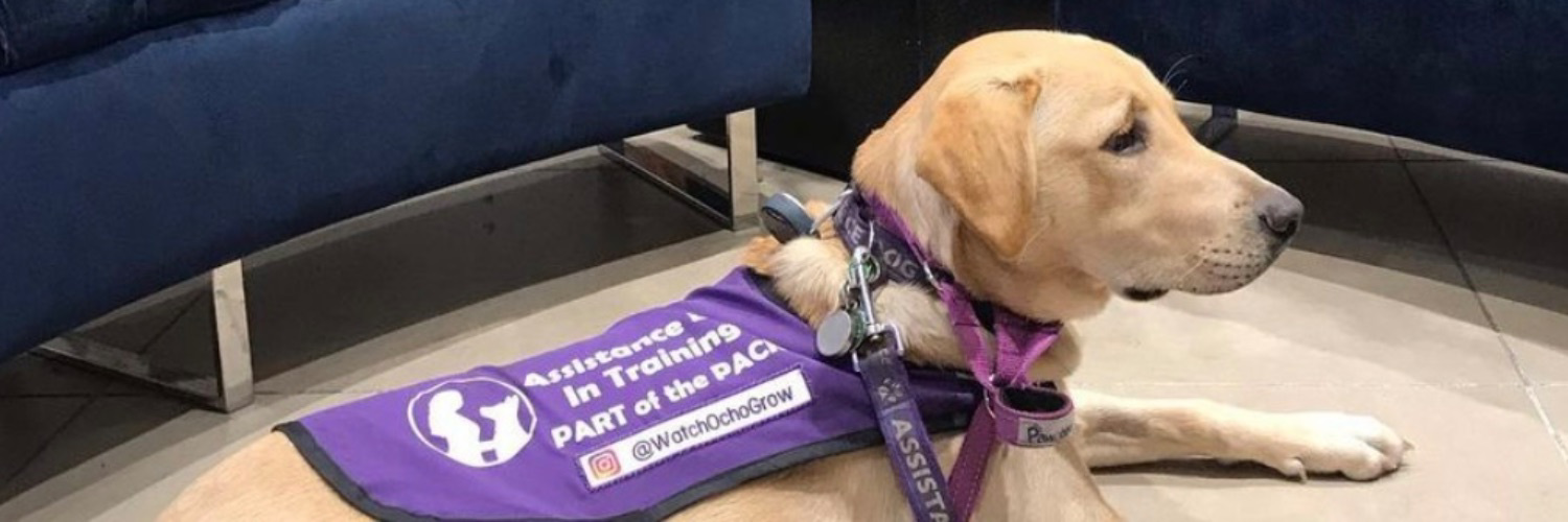 I recommend Part of the Pack assistance dogs for all disabilities