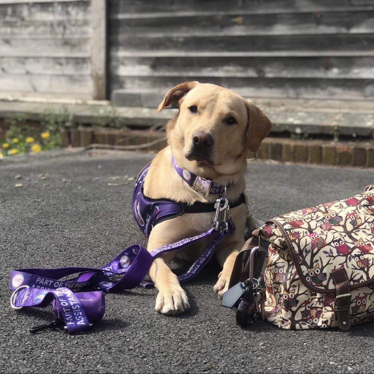 I recommend Part of the Pack assistance dogs for all disabilities