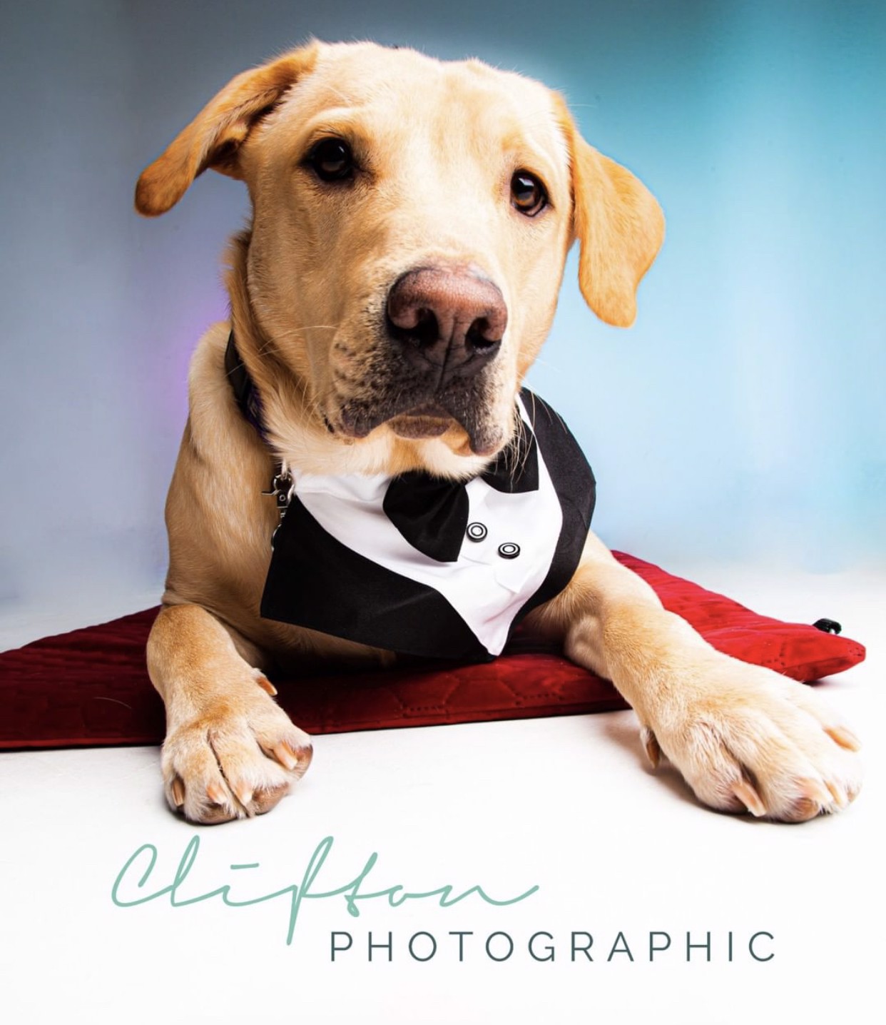 I recommend Part of the Pack assistance dogs for all disabilities