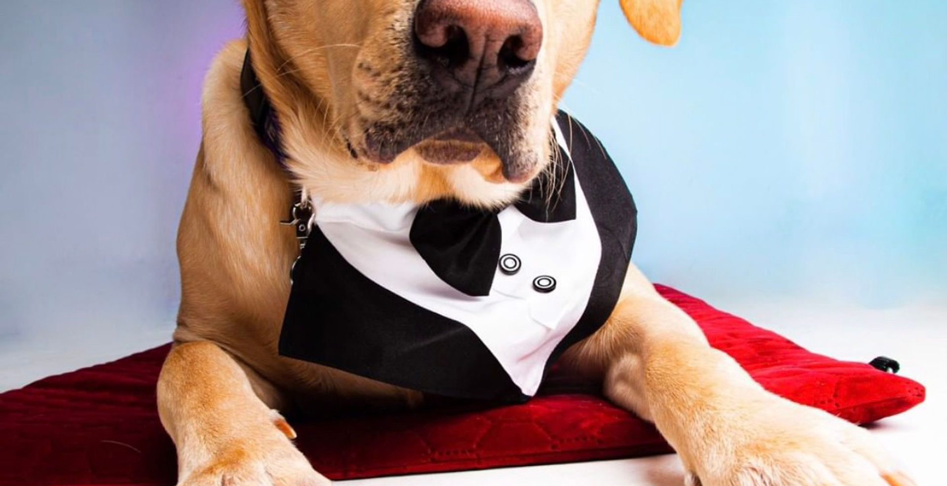 I recommend Part of the Pack assistance dogs for all disabilities