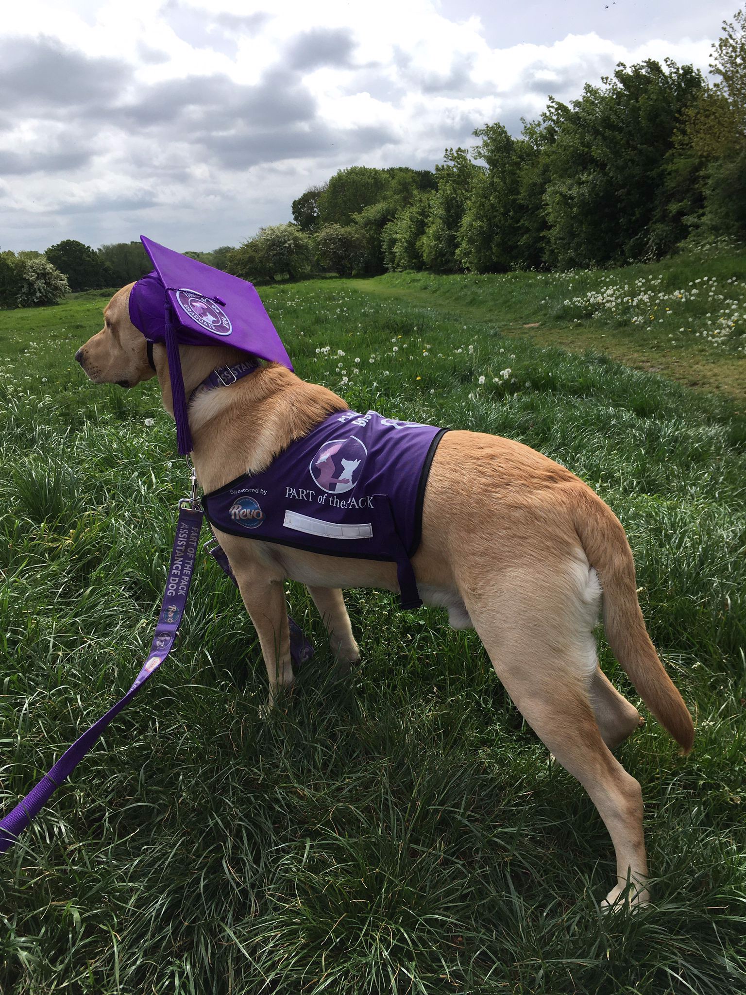 I recommend Part of the Pack assistance dogs for all disabilities