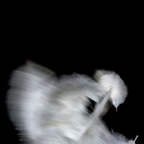 _D1A9068.jpg