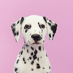 portrait Dalmatian