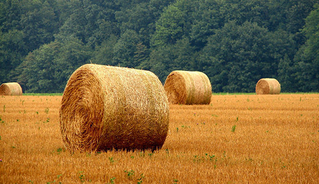make-hay_jamelah-e.-Flickr.jpg