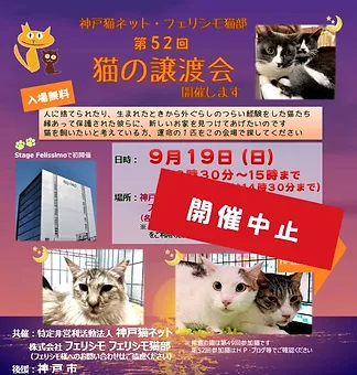 保護猫の譲渡会  kobenekonet