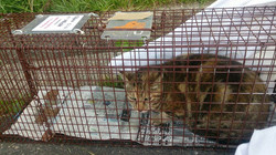 神戸猫ネット|特定非営利活動法人|地域猫活動とTNR|猫の譲渡会