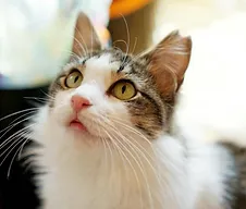 神戸猫ネット|特定非営利活動法人|地域猫活動とTNR|猫の譲渡会