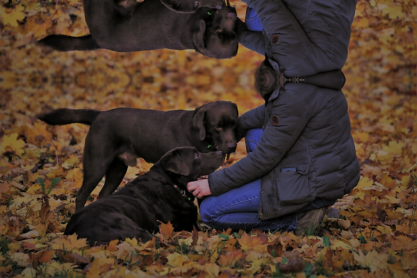 photos chien (4).png