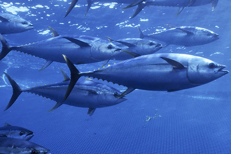 Tuna swimming in the sea