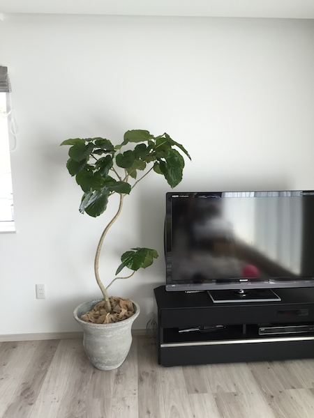新築住宅 観葉植物コーディネート③
