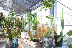 観葉植物専門 ピュアグリーン 名古屋 岐阜 観葉植物専門 ピュアグリーン 名古屋 岐阜